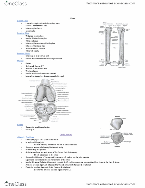 MEDRADSC 2D03 Lecture Notes - Lecture 4: Anterior Cruciate Ligament Injury, Posterior Cruciate Ligament, Medial Meniscus thumbnail