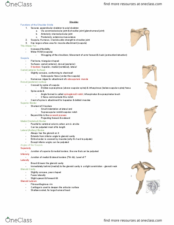 MEDRADSC 2D03 Lecture Notes - Lecture 3: Glenoid Labrum, Spine Of Scapula, Acromioclavicular Joint thumbnail