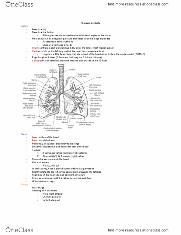 MEDRADSC 2D03 Lecture Notes - Lecture 10: Chordae Tendineae, Tricuspid Valve, Heart Valve thumbnail