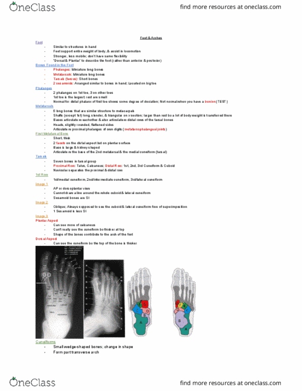 MEDRADSC 2D03 Lecture Notes - Lecture 13: Phalanx Bone, Navicular Bone, Metatarsal Bones thumbnail