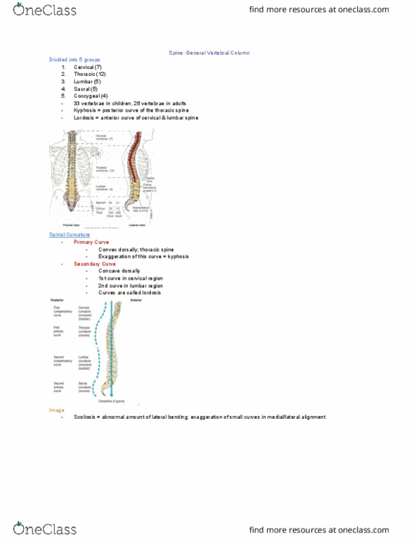 MEDRADSC 2D03 Lecture Notes - Lecture 14: Lumbar Vertebrae, Thoracic Vertebrae, Kyphosis thumbnail