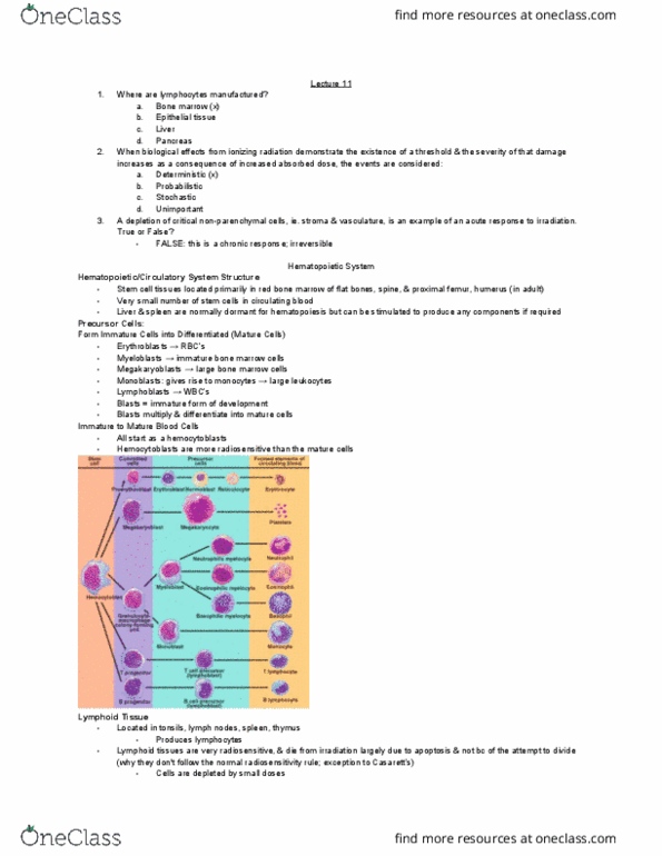 MEDRADSC 2X03 Lecture Notes - Lecture 11: Bone Marrow, Absorbed Dose, B Cell thumbnail