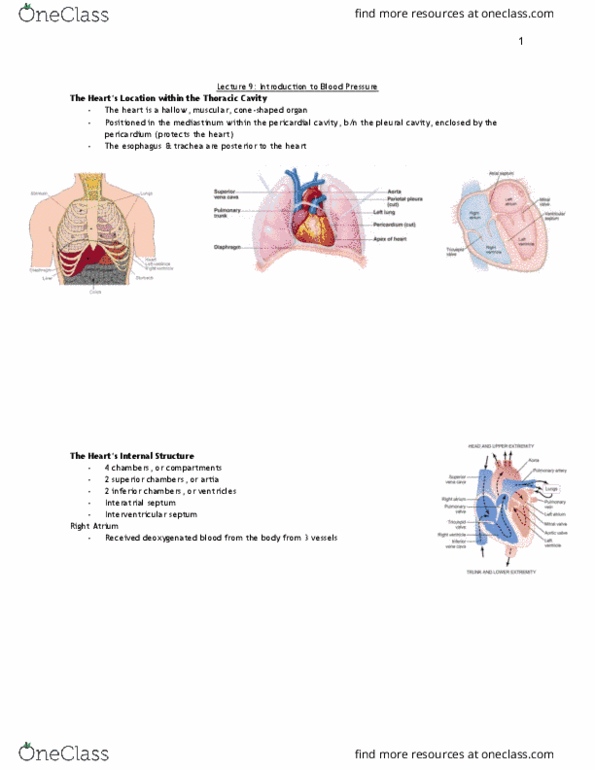 MEDRADSC 2A03 Lecture Notes - Lecture 10: Interatrial Septum, Interventricular Septum, Pericardium thumbnail