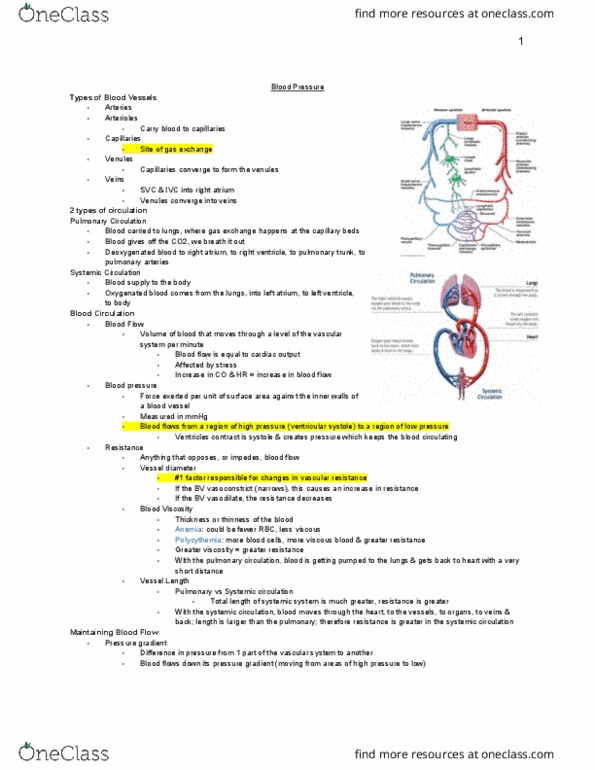 MEDRADSC 2A03 Lecture Notes - Lecture 18: Pulmonary Circulation, Blood Pressure, Pulmonary Artery thumbnail