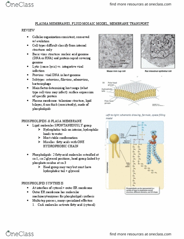 BIOL 1090 Lecture Notes - Lecture 3: Cell Membrane, Lipid Bilayer, Professional Lighting And Sound Association thumbnail