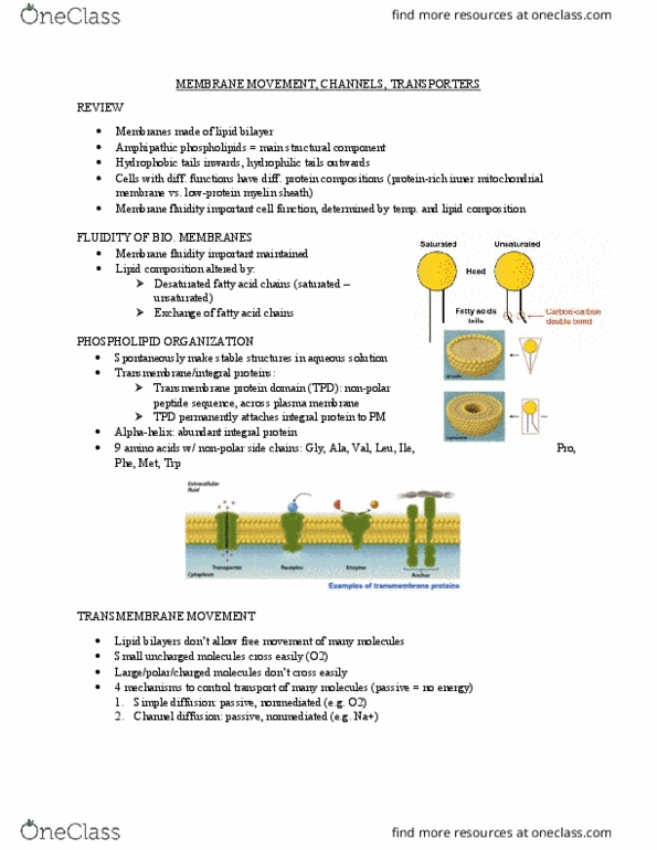 BIOL 1090 Lecture Notes - Lecture 4: Membrane Fluidity, Lipid Bilayer, Myelin thumbnail