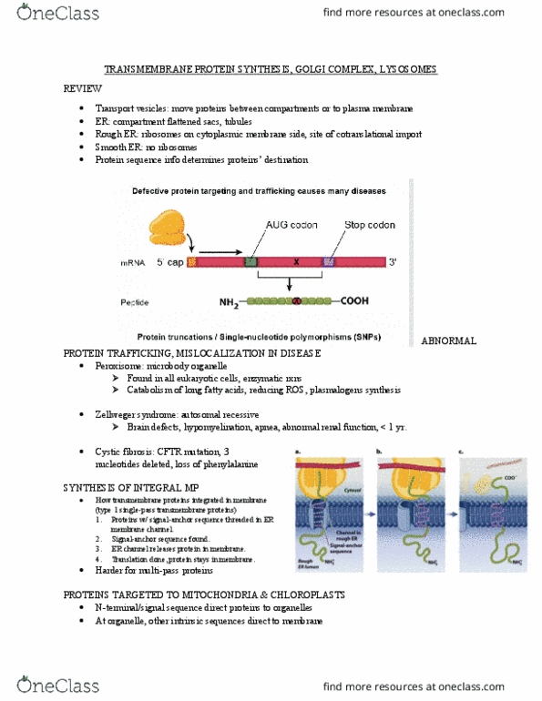 BIOL 1090 Lecture Notes - Lecture 8: Plasmalogen, Microbody, Endoplasmic Reticulum thumbnail