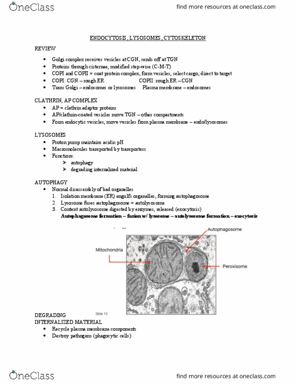 BIOL 1090 Lecture Notes - Lecture 9: Autophagosome, Copii, Cell Membrane thumbnail