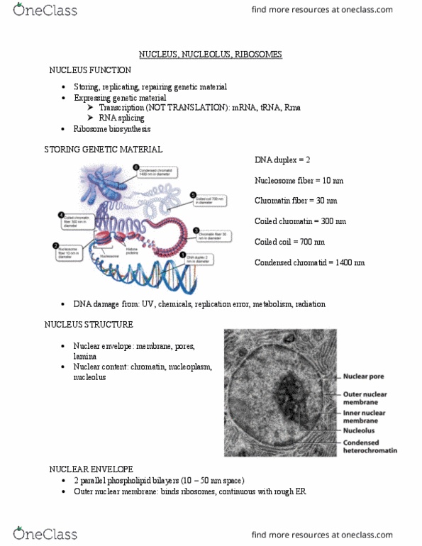 BIOL 1090 Lecture Notes - Lecture 11: Coiled Coil, Nuclear Lamina, Nuclear Pore thumbnail