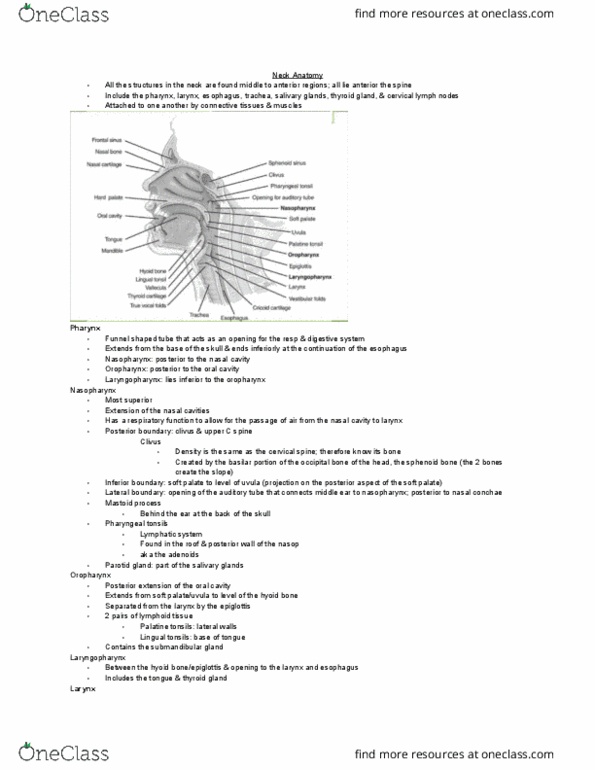 MEDRADSC 2RA3 Lecture Notes - Lecture 10: Cervical Lymph Nodes, Submandibular Gland, Salivary Gland thumbnail