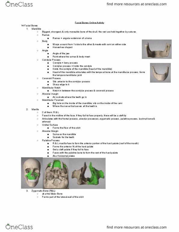 MEDRADSC 2RA3 Lecture Notes - Lecture 3: Palatine Bone, Ethmoid Bone, Temporomandibular Joint thumbnail