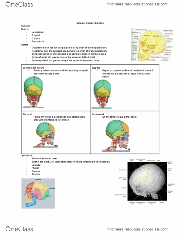 MEDRADSC 2RA3 Lecture Notes - Lecture 2: Lambdoid Suture, Coronal Suture, Sagittal Suture thumbnail