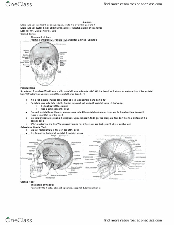 MEDRADSC 2RA3 Lecture Notes - Lecture 1: Sphenoid Bone, Ethmoid Bone, Parietal Bone thumbnail