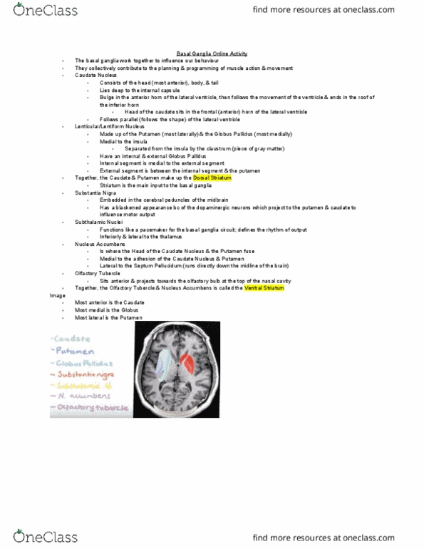 MEDRADSC 2RA3 Lecture Notes - Lecture 6: Basal Ganglia, Caudate Nucleus, Nucleus Accumbens thumbnail