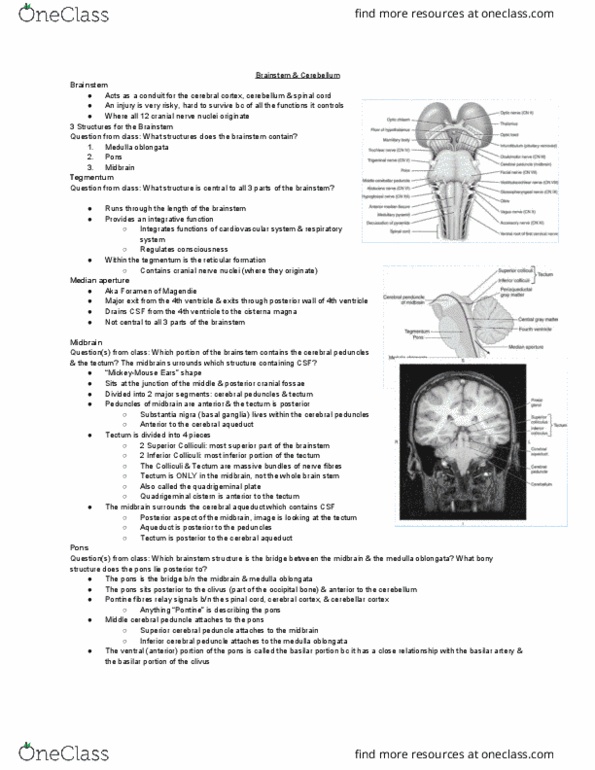 MEDRADSC 2RA3 Lecture Notes - Lecture 7: Superior Cerebellar Peduncle, Cerebral Peduncle, Cranial Nerve Nucleus thumbnail