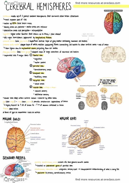 Anatomy and Cell Biology 3319 Lecture Notes - Lecture 5: Auditory Cortex, Parietal Lobe, Medial Longitudinal Fissure thumbnail