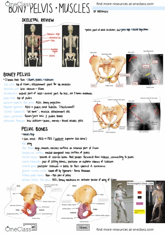 Anatomy and Cell Biology 3319 Lecture 22: 22_ Bony Pelvis and Muscles of Abdomen thumbnail