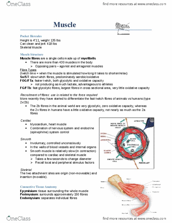 Kinesiology 2230A/B Lecture Notes - Adipose Tissue, Sarcomere, Dystrophin thumbnail