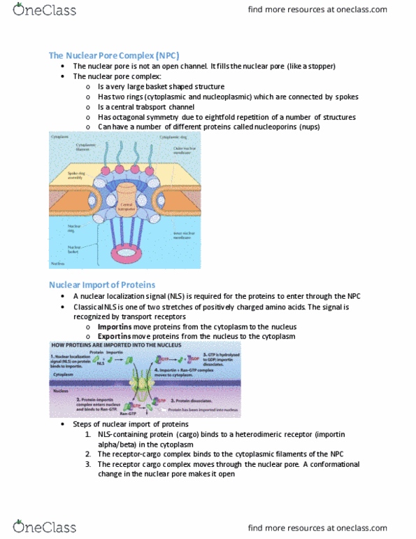 BIOB11H3 Lecture Notes - Lecture 7: Nuclear Pore, Nummelan Palloseura, Nuclear Membrane thumbnail