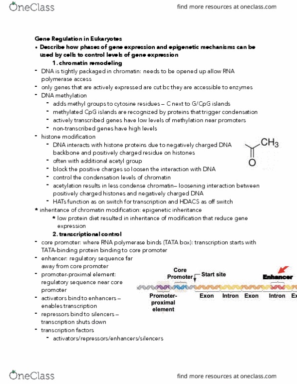 BIOL 142 Lecture Notes - Lecture 13: Tata Box, Regulatory Sequence, Chromatin thumbnail