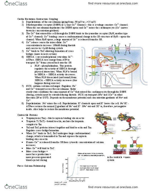 KIN408 Lecture Notes - Lecture 2: Serca, Sodium-Calcium Exchanger, Phospholamban thumbnail