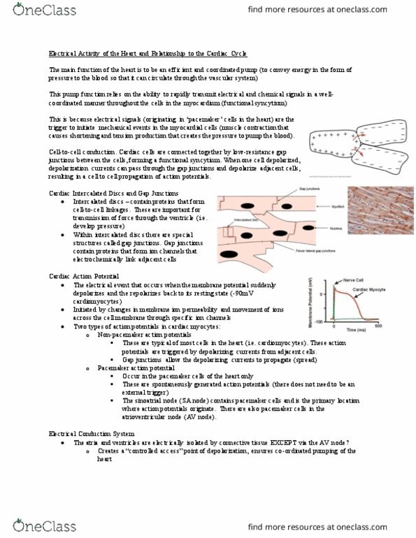 KIN408 Lecture Notes - Lecture 3: Sinoatrial Node, Atrioventricular Node, Cardiac Muscle Cell thumbnail