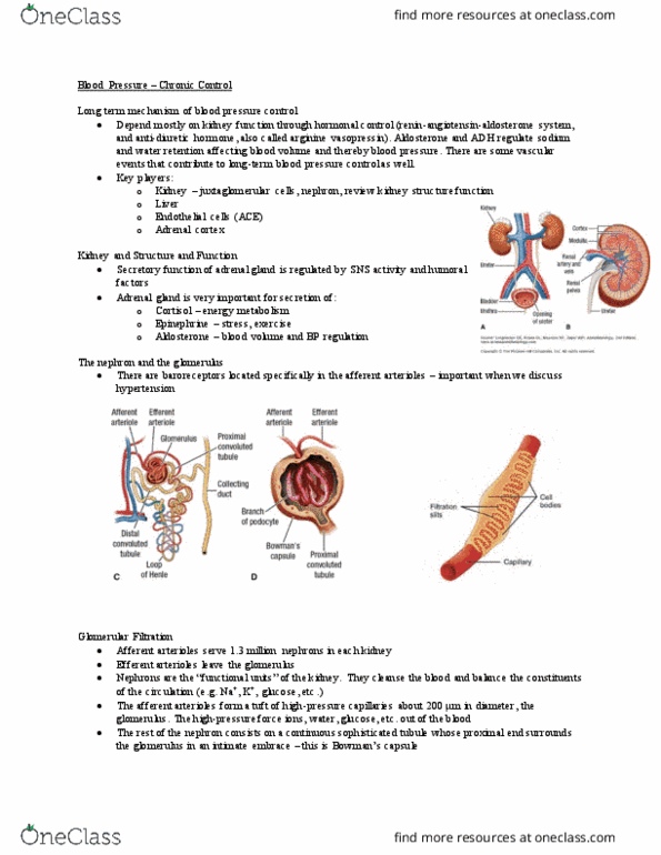 KIN408 Lecture Notes - Lecture 9: Afferent Arterioles, Efferent Arteriole, Adrenal Gland thumbnail