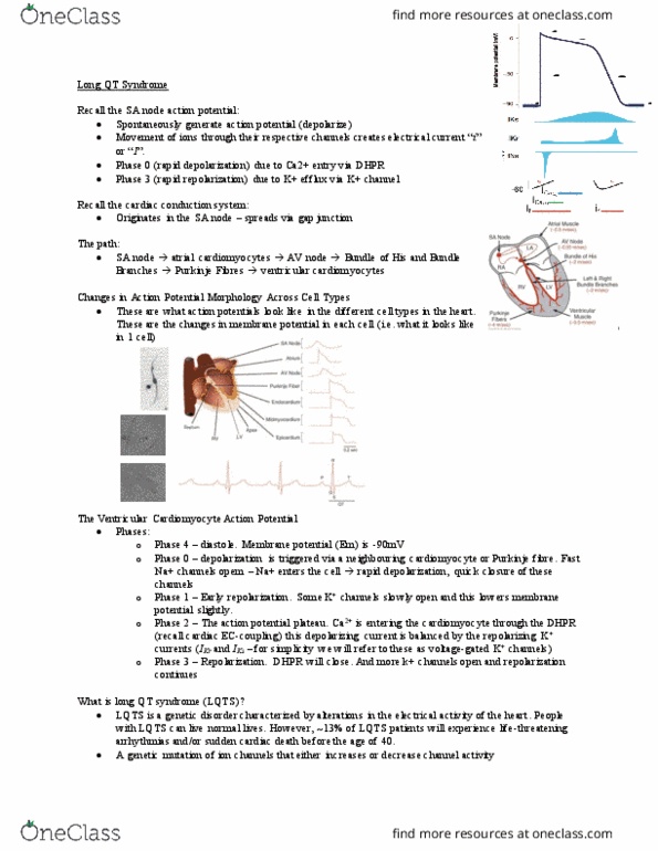 KIN408 Lecture Notes - Lecture 15: Long Qt Syndrome, Electrical Conduction System Of The Heart, Purkinje Fibers thumbnail