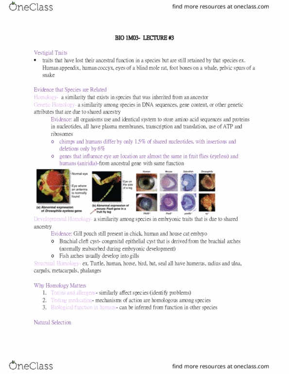BIOLOGY 1M03 Lecture Notes - Lecture 4: Spalax, Sebaceous Cyst, Aniridia thumbnail