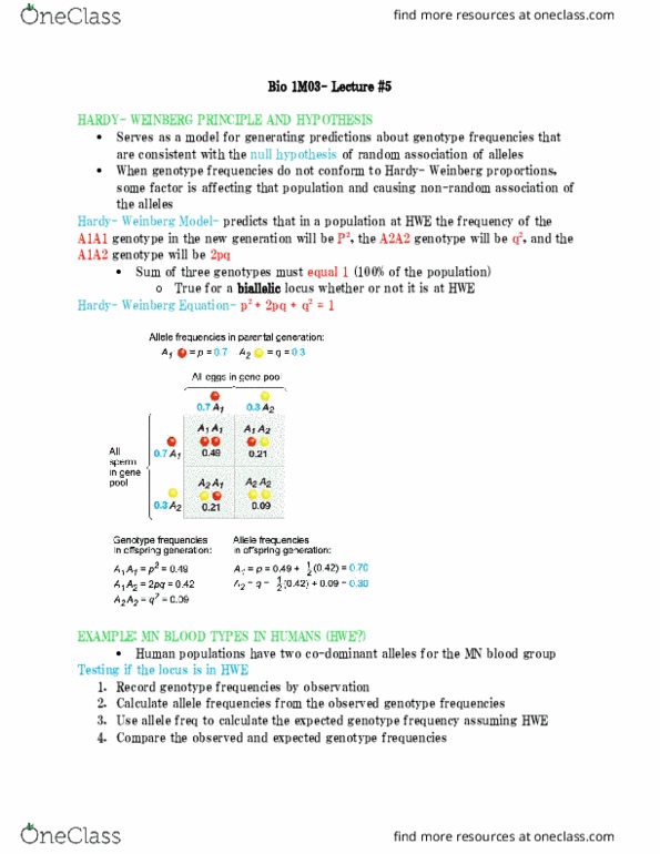 BIOLOGY 1M03 Lecture Notes - Lecture 5: Mns Antigen System, Genotype Frequency, Allele Frequency thumbnail