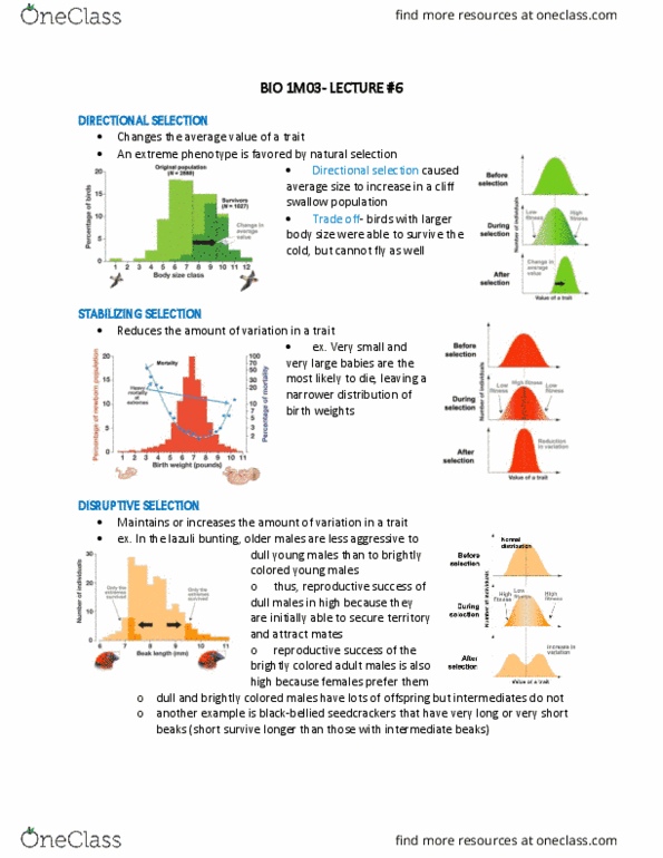 BIOLOGY 1M03 Lecture Notes - Lecture 6: Lazuli Bunting, Directional Selection, Endogamy thumbnail