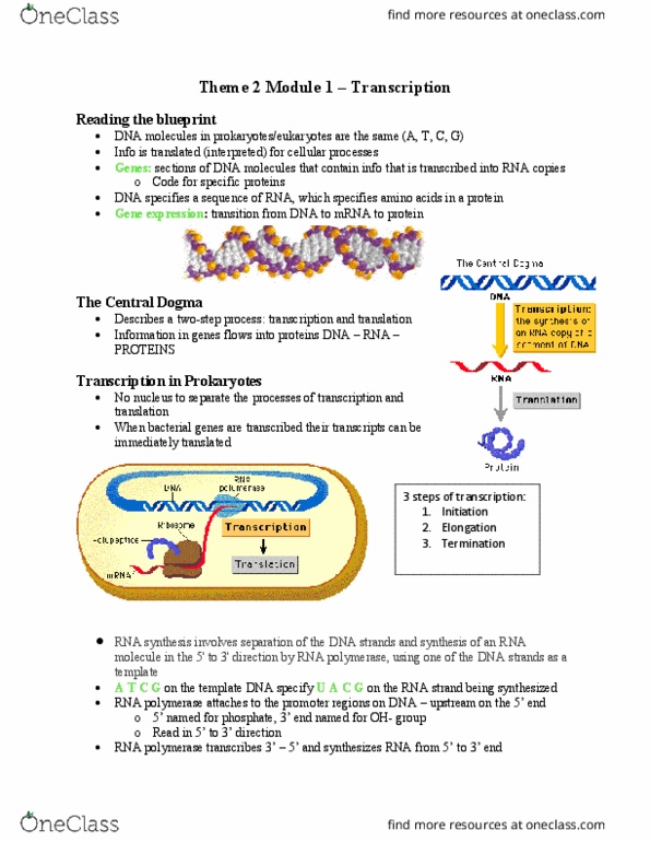 BIOLOGY 1A03 Lecture Notes - Lecture 3: Gene Expression, Stem-Loop, Enzyme thumbnail