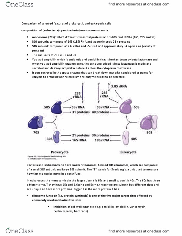 BIOC17H3 Lecture Notes - Lecture 7: Beta-Lactamase, Ampicillin, Bacitracin thumbnail
