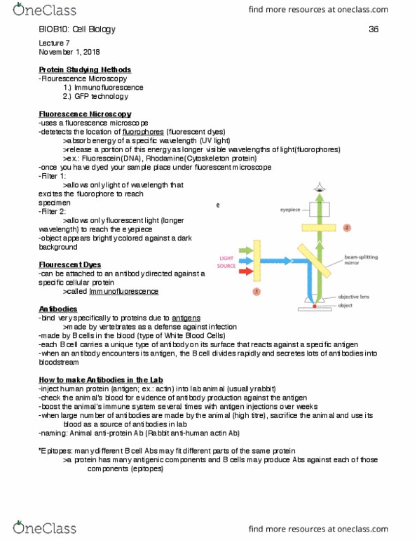 BIOB10H3 Lecture Notes - Lecture 7: Rhodamine, Fluorescent Lamp, Fluorescein thumbnail