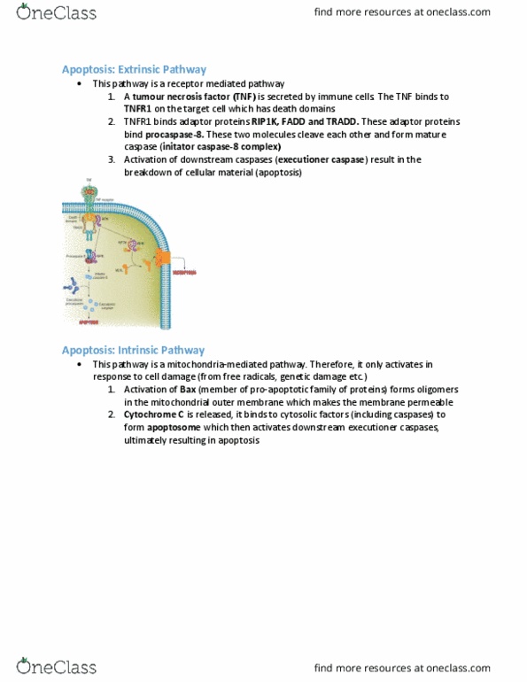 BIOB11H3 Lecture Notes - Lecture 11: Tumor Necrosis Factor Superfamily, Tumor Necrosis Factor Receptor 1, Tradd thumbnail