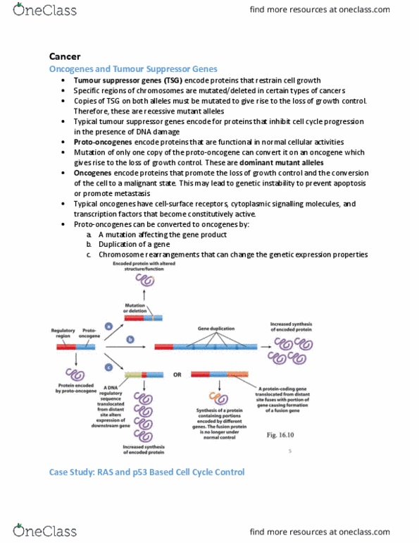 BIOB11H3 Lecture Notes - Lecture 11: Oncogene, Metastasis, P53 thumbnail