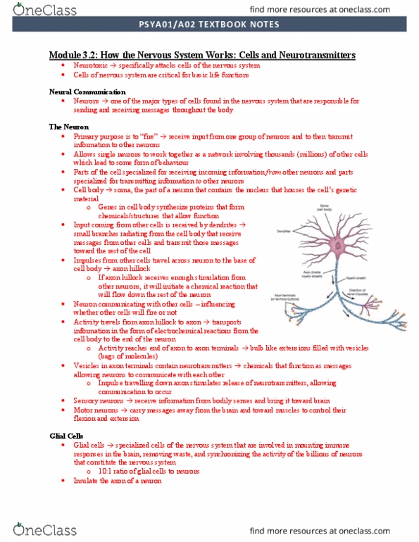 PSYA01H3 Chapter Notes - Chapter 3: Axon Hillock, Axon Terminal, Neuroglia thumbnail