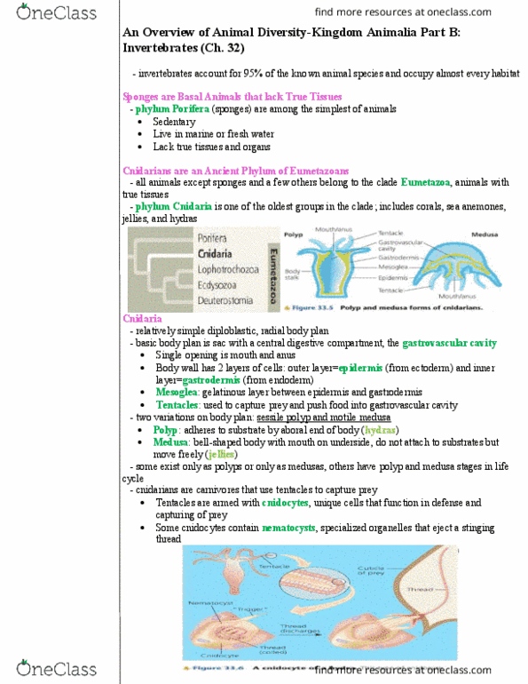 BIOL 1002 Lecture Notes - Lecture 9: Gastrovascular Cavity, Gastrodermis, Body Plan thumbnail