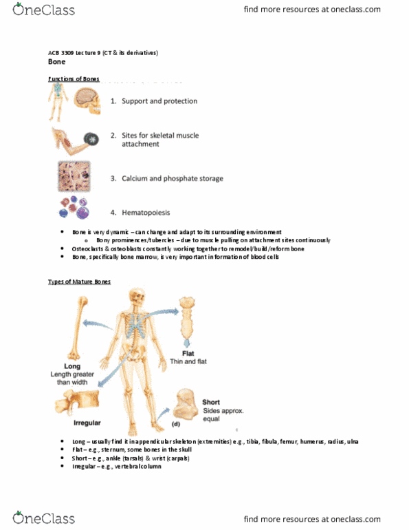 Anatomy and Cell Biology 3309 Lecture Notes - Lecture 9: Appendicular Skeleton, Ulna, Osteoclast thumbnail