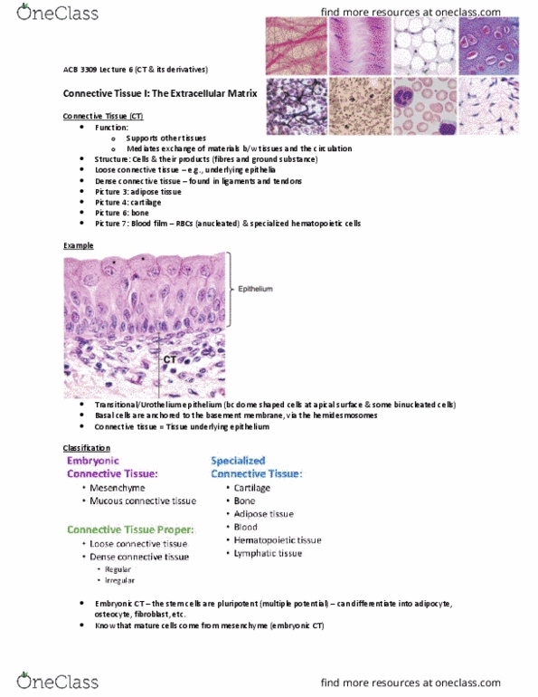 Anatomy and Cell Biology 3309 Lecture Notes - Lecture 6: Loose Connective Tissue, Blood Film, Adipose Tissue thumbnail