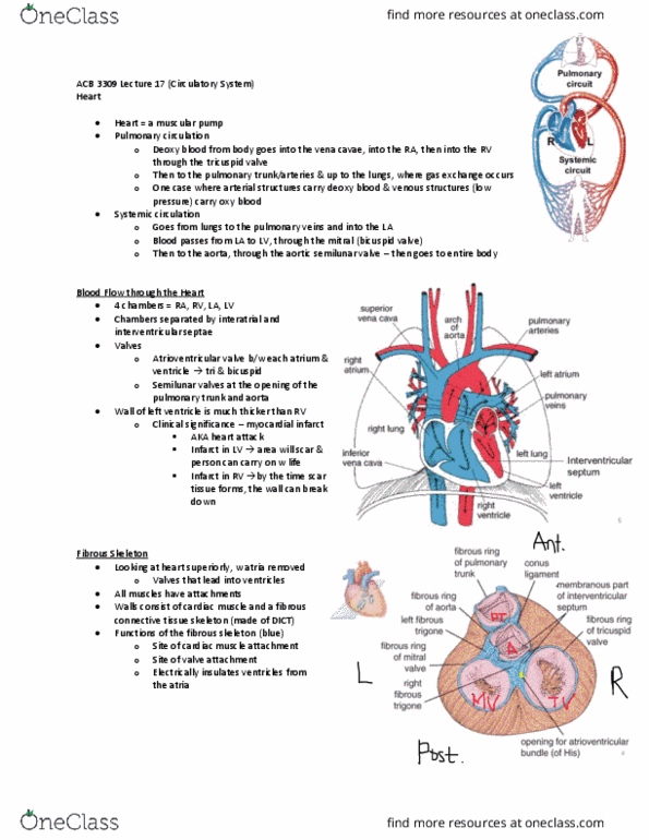 Anatomy and Cell Biology 3309 Lecture Notes - Lecture 17: Myocardial Infarction, Tricuspid Valve, Pulmonary Artery thumbnail