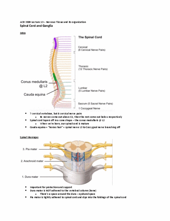 Anatomy and Cell Biology 3309 Lecture 13: thumbnail