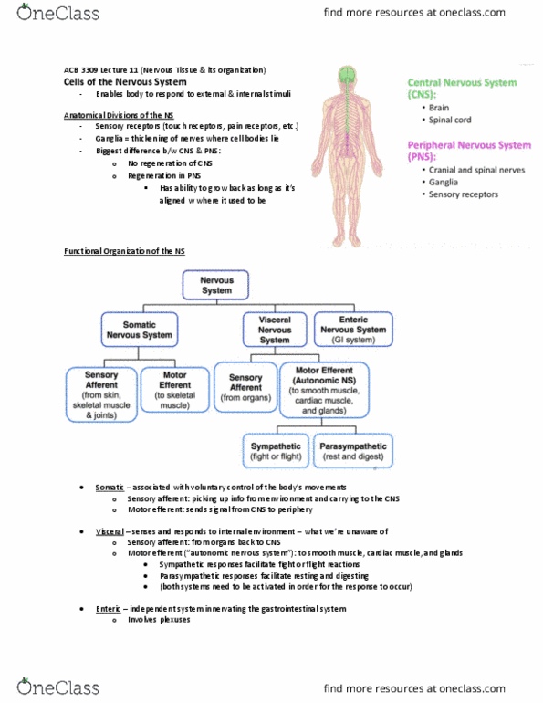 Anatomy and Cell Biology 3309 Lecture Notes - Lecture 11: Autonomic Nervous System, Sensory Neuron, Cardiac Muscle thumbnail