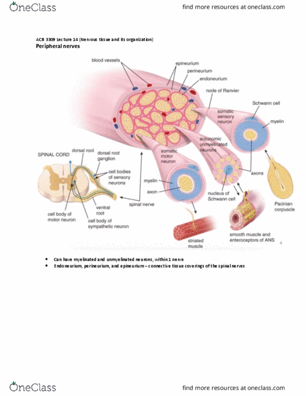 Anatomy and Cell Biology 3309 Lecture Notes - Lecture 14: Endoneurium, Perineurium, Epineurium thumbnail
