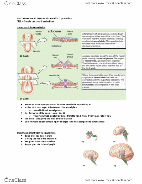 Anatomy and Cell Biology 3309 Lecture Notes - Lecture 12: Neural Groove, Neural Tube, Neural Fold thumbnail