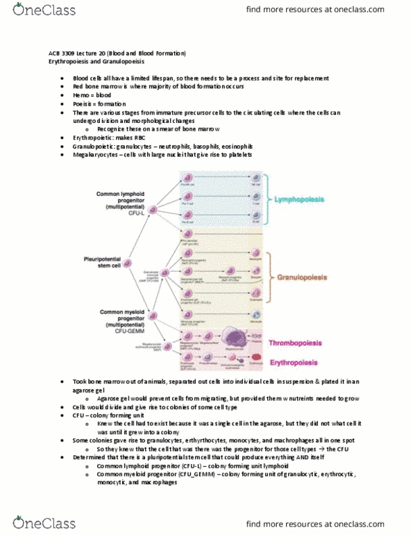 Anatomy and Cell Biology 3309 Lecture Notes - Lecture 20: Cfu-Gemm, Agarose Gel Electrophoresis, Bone Marrow thumbnail