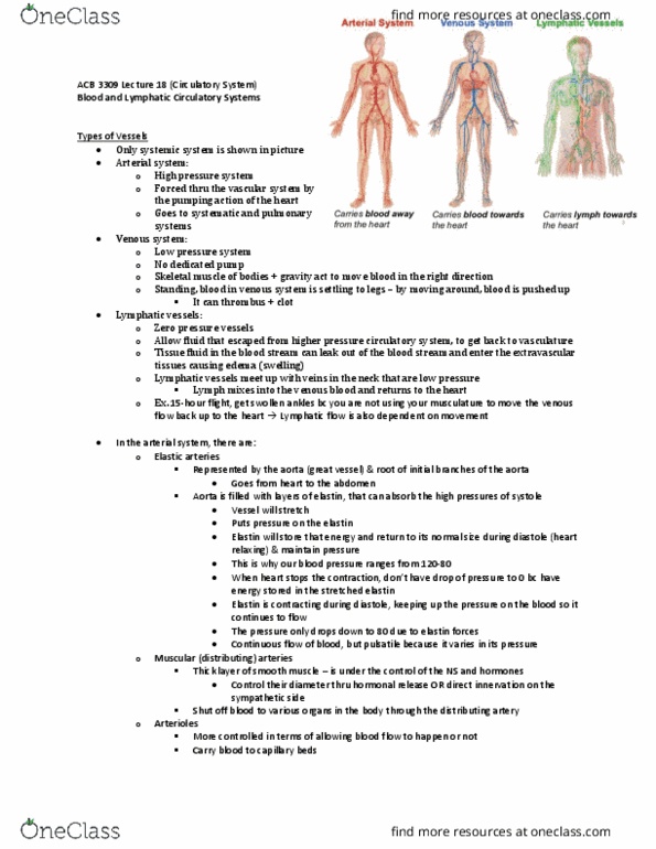 Anatomy and Cell Biology 3309 Lecture Notes - Lecture 18: High-Pressure Area, Lymphatic Vessel, Pulmonary Artery thumbnail