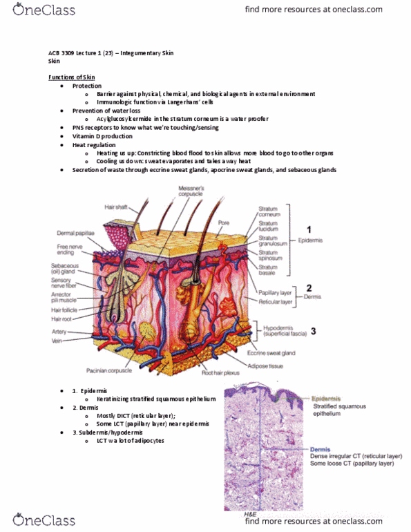 Anatomy and Cell Biology 3309 Lecture Notes - Lecture 1: Eccrine Sweat Gland, Stratified Squamous Epithelium, Stratum Corneum thumbnail