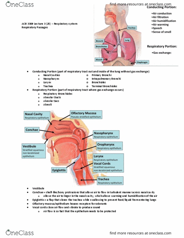 Anatomy and Cell Biology 3309 Lecture Notes - Lecture 3: Bronchiole, Respiratory Epithelium, Olfactory Epithelium thumbnail