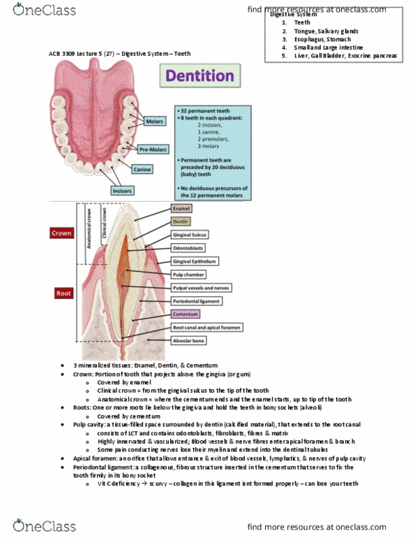 Anatomy and Cell Biology 3309 Lecture Notes - Lecture 5: Periodontal Fiber, Apical Foramen, Cementum thumbnail